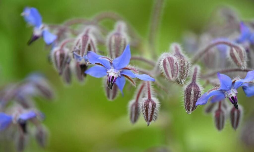 Companion Plants for Tomatoes