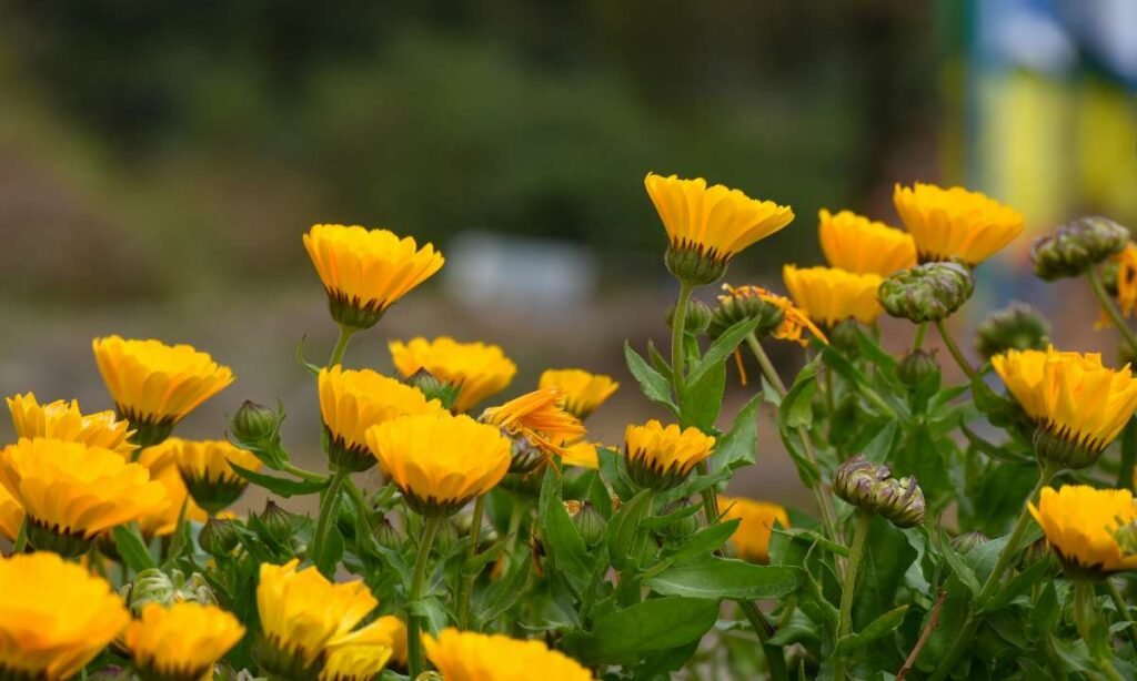 Companion Plants for Tomatoes