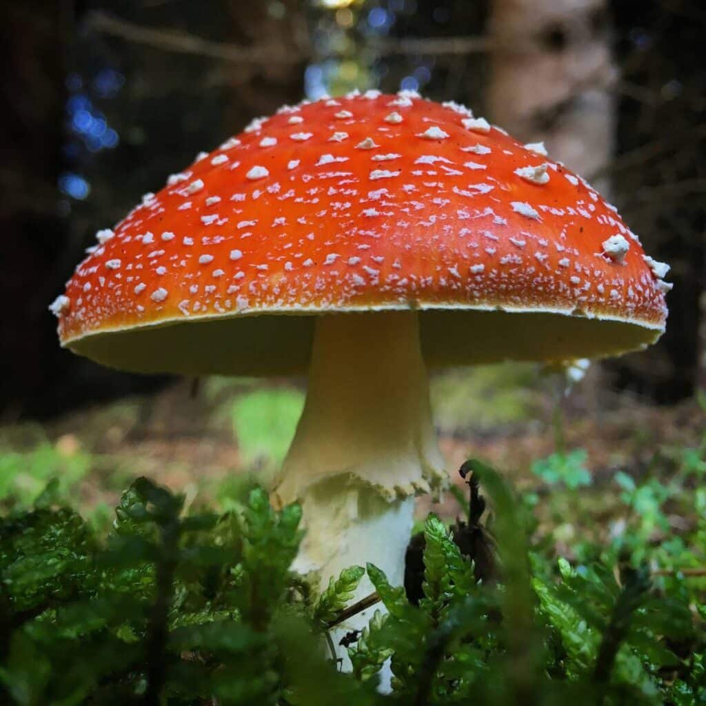 How to Grow Amanita Muscaria