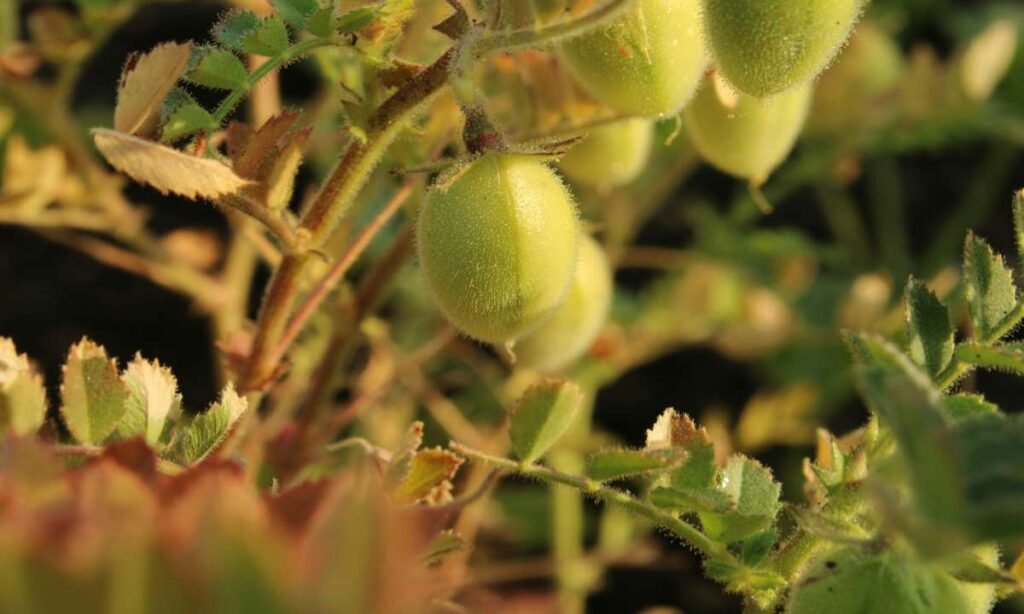 how to grow chickpeas