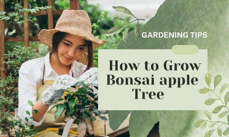 Mastering the Art of bonsai apple tree cultivation