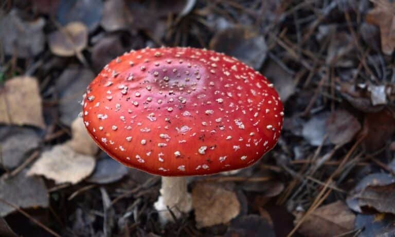 How to Grow Amanita Muscaria Mushroom: A complete guide