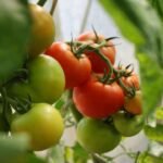 10 Best Companion Plants for Tomatoes