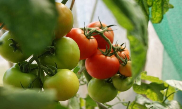 10 Best Companion Plants for Tomatoes