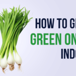 How to Grow Green Onions Indoors: (4 Easy Steps)