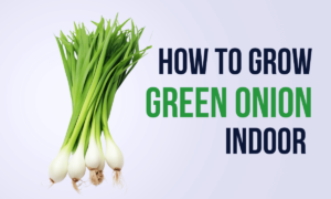 Read more about the article How to Grow Green Onions Indoors: (4 Easy Steps)