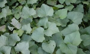 Read more about the article How to Grow Sweet Potato Vine Indoors: (5 Simple Steps)