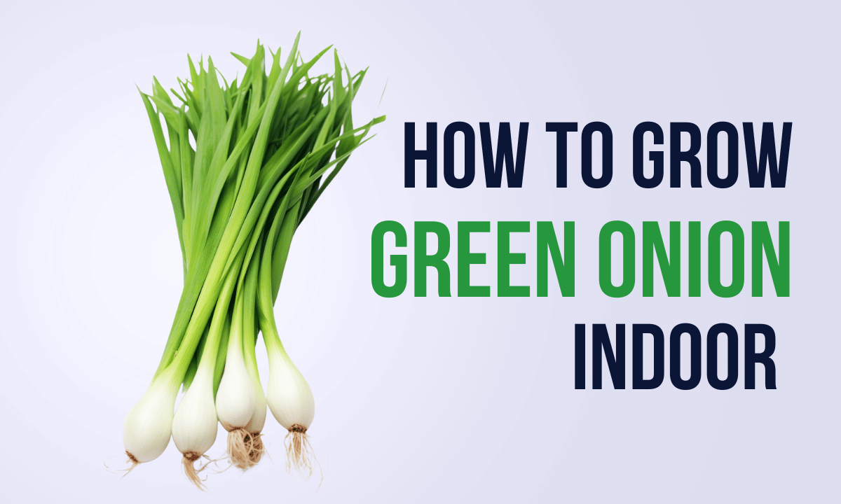 You are currently viewing How to Grow Green Onions Indoors: (4 Easy Steps)