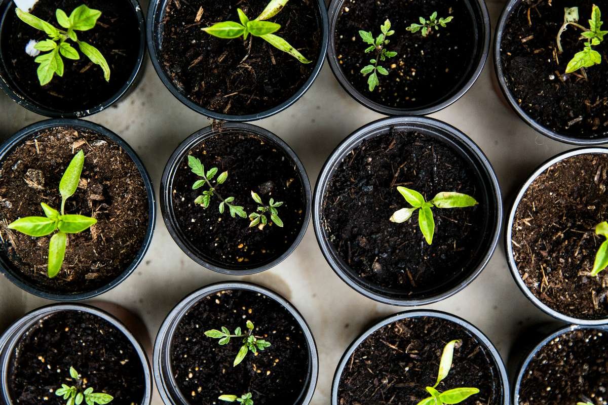 You are currently viewing Best vegetables for Hydroponics to grow