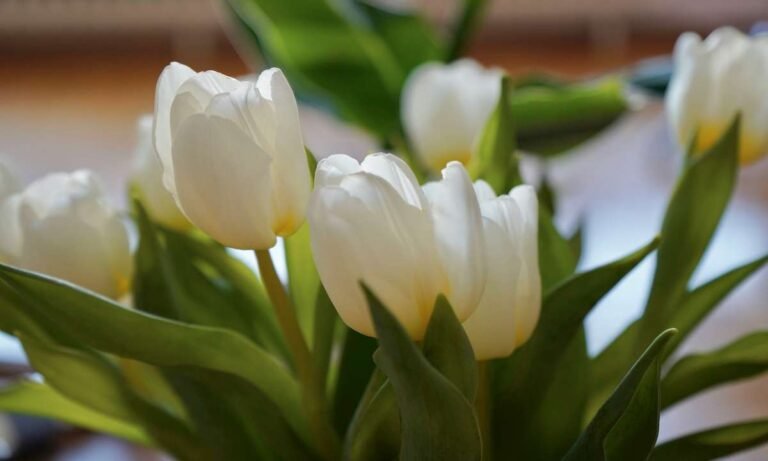 how to- grow tulips indoor