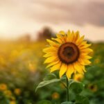 6 Reasons Why Your Sunflower Plant Has No Flowers