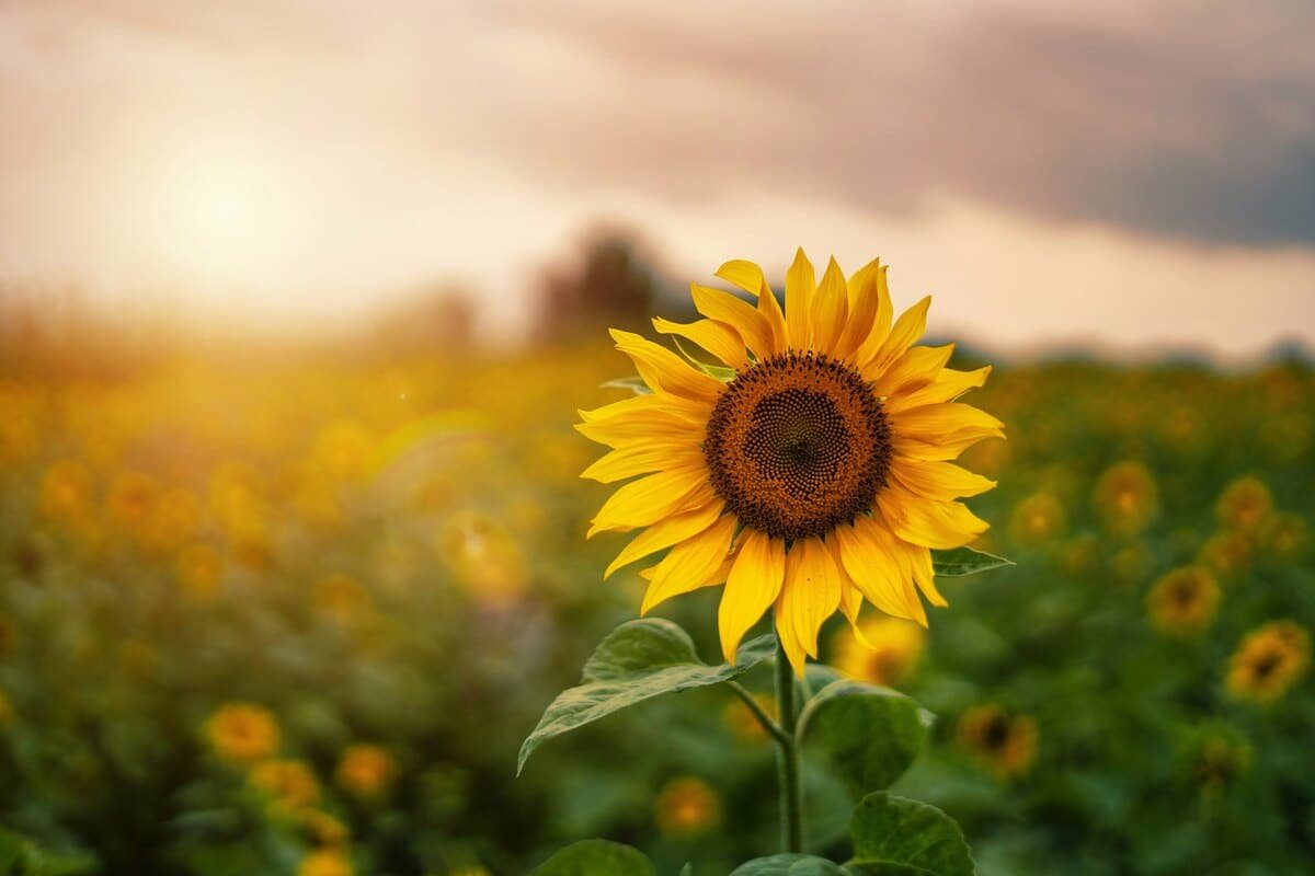 You are currently viewing 6 Reasons Why Your Sunflower Plant Has No Flowers