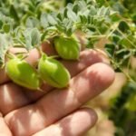 How to Grow Chickpeas or Garbanzo Beans: (Step-by-step Guide)