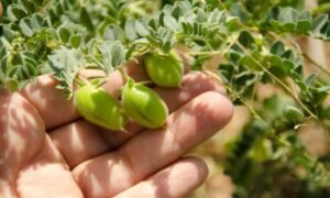 Read more about the article How to Grow Chickpeas or Garbanzo Beans: (Step-by-step Guide)